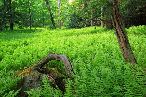 Photo Arbre nature forêt herbe