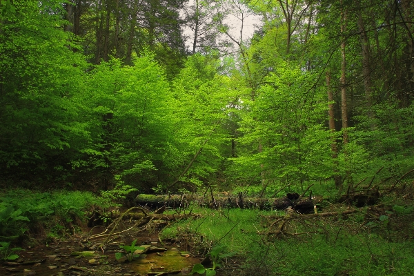 Tree nature forest creek Photo