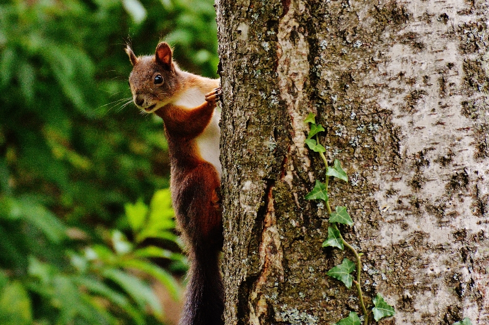 Pohon alam cabang bunga