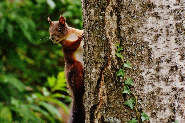 Foto Albero natura ramo fiore