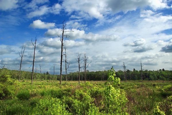 Landscape tree nature forest Photo