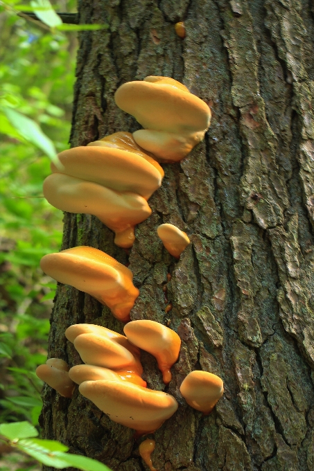 Nature forêt randonnée
 tronc