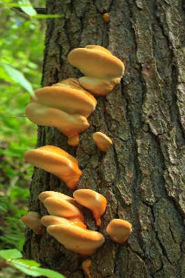 Nature forest hiking trunk Photo