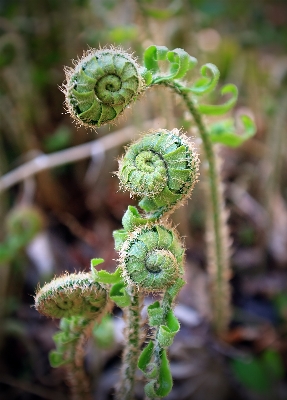 Nature plant hiking photography Photo