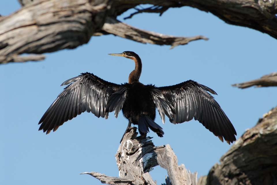 Bird wing wildlife beak