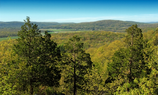 Landscape tree nature forest Photo