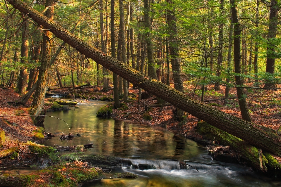 Landscape tree nature forest