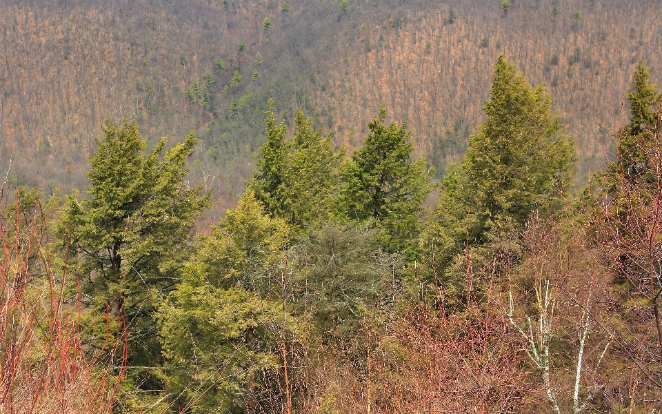 Landscape tree nature forest