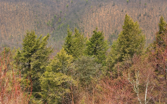 風景 木 自然 森 写真