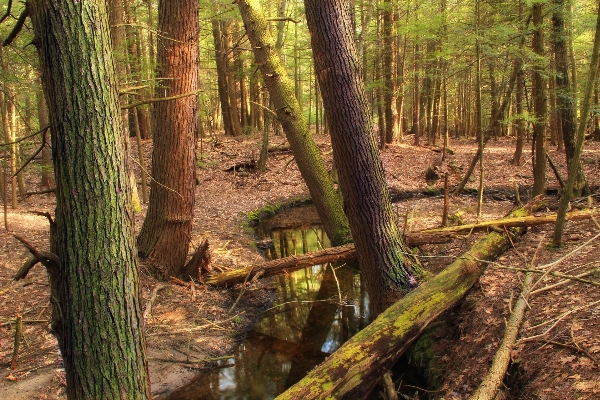 Tree nature forest creek Photo