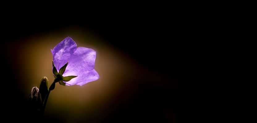 Blossom light plant photography Photo