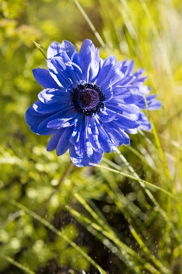 自然 草 花 植物 写真