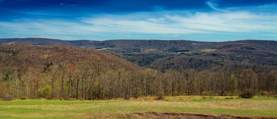 Landscape tree nature forest Photo