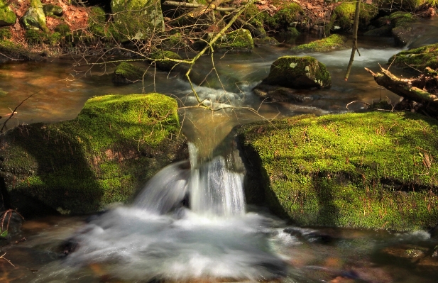 Water forest waterfall creek Photo