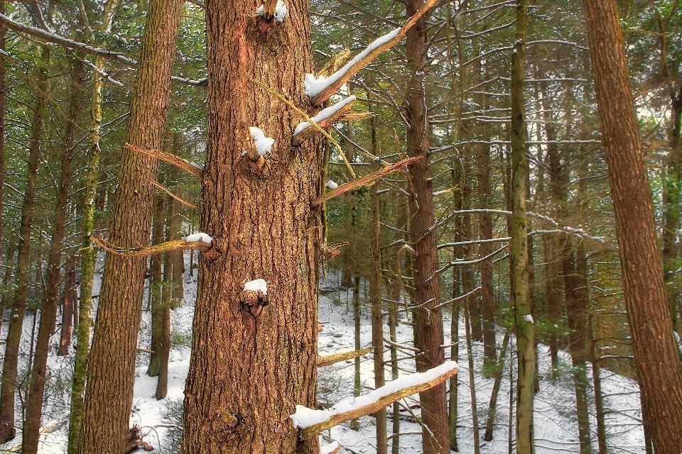 木 自然 森 荒野
