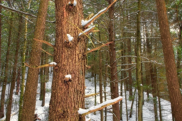 Tree nature forest wilderness Photo