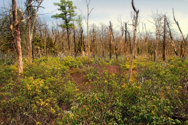 Tree forest wilderness hiking Photo