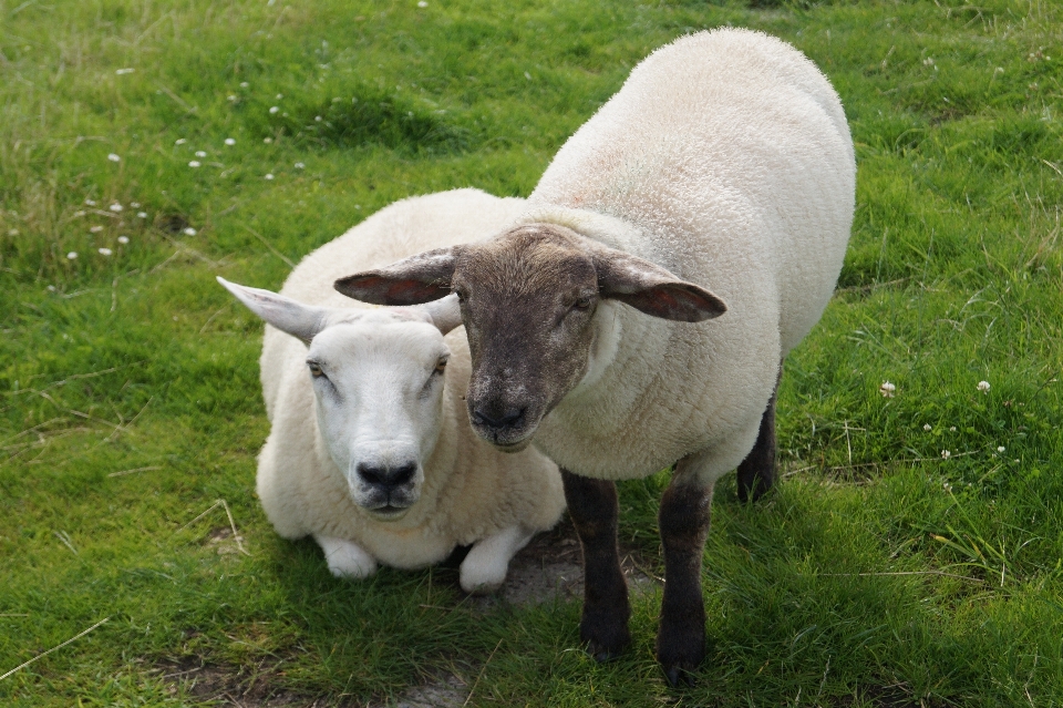 Grass horn pasture grazing