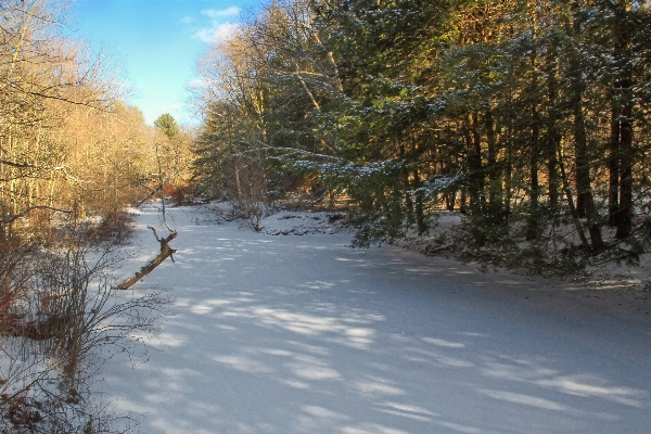 Landscape tree forest creek Photo