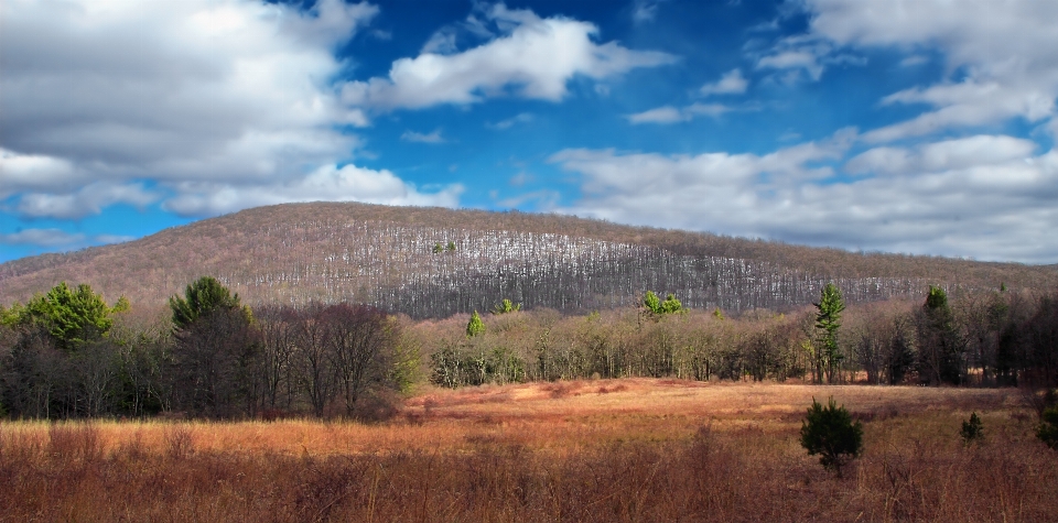 Paesaggio albero natura foresta