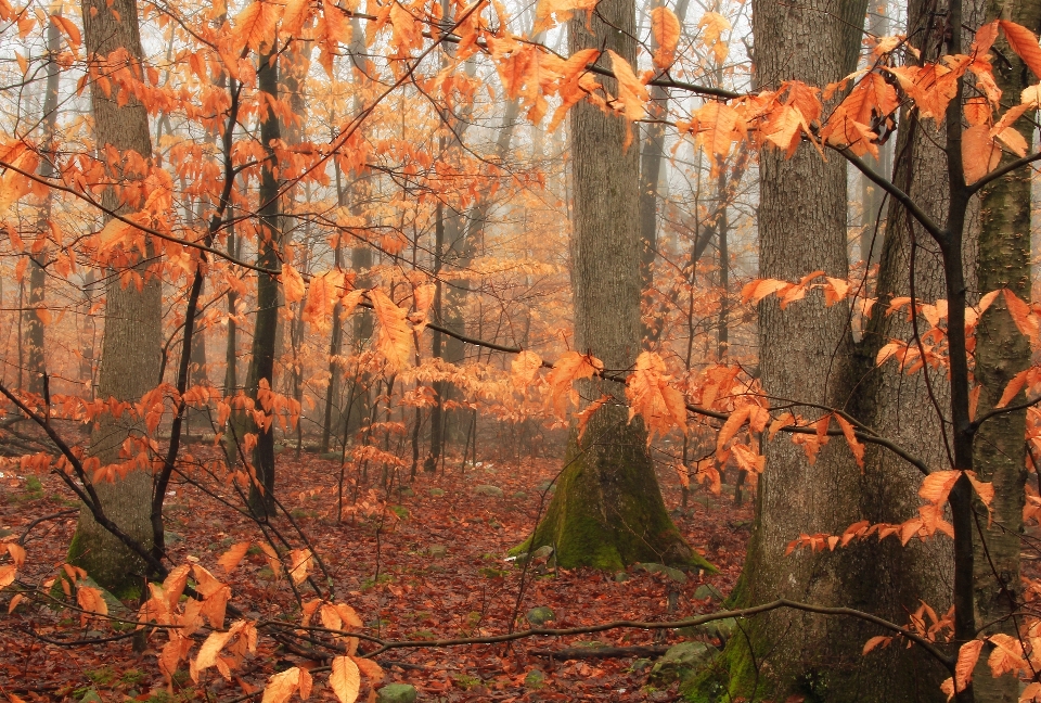 Tree nature forest wilderness