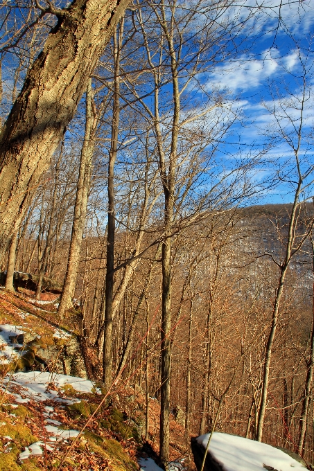 Landscape tree nature forest