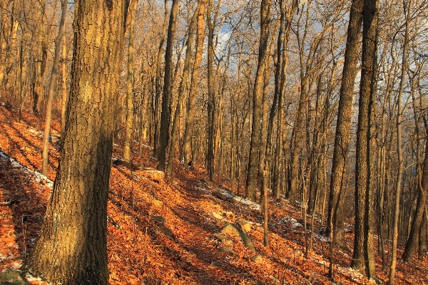 Tree nature forest wilderness Photo