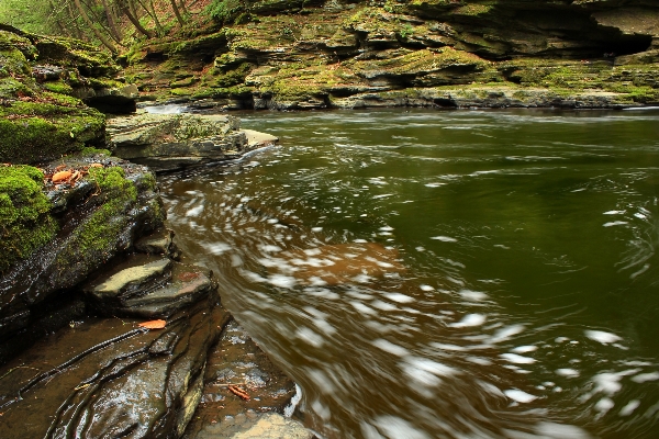 Tree water nature rock Photo