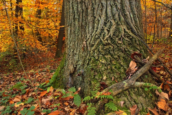 Tree nature forest wilderness Photo