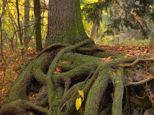 Tree nature forest branch Photo