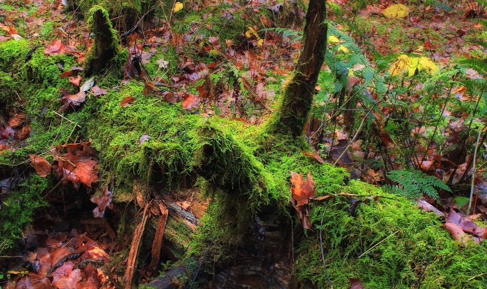 árvore natureza floresta plantar