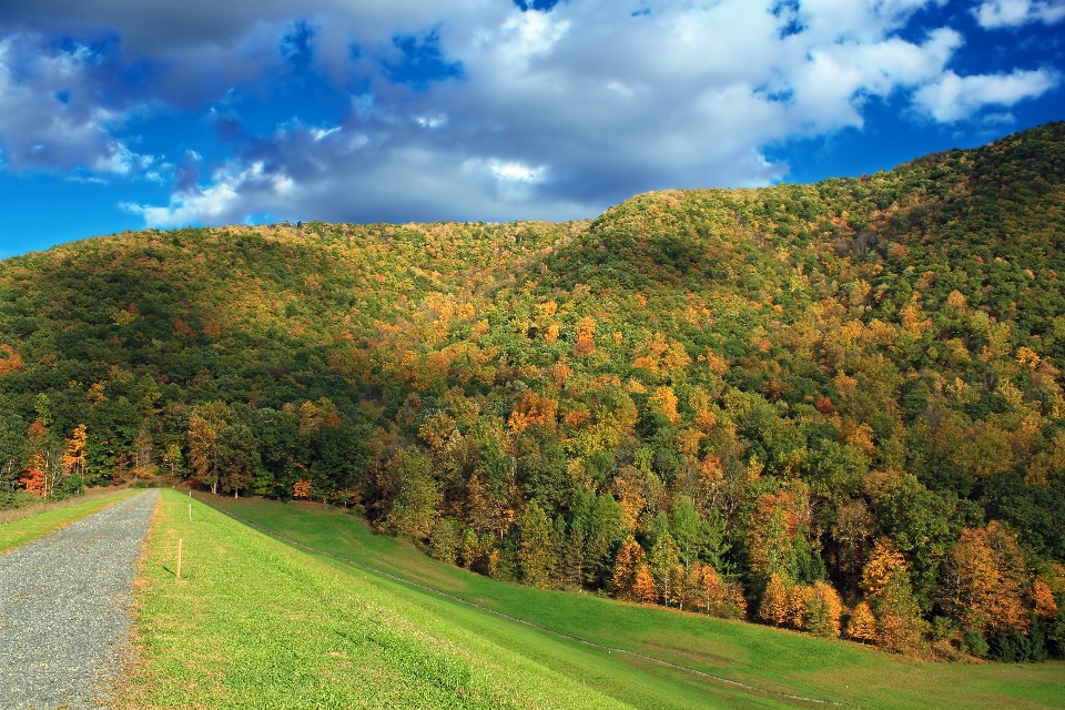 Paisaje árbol naturaleza bosque