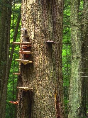 Foto Albero natura foresta ramo