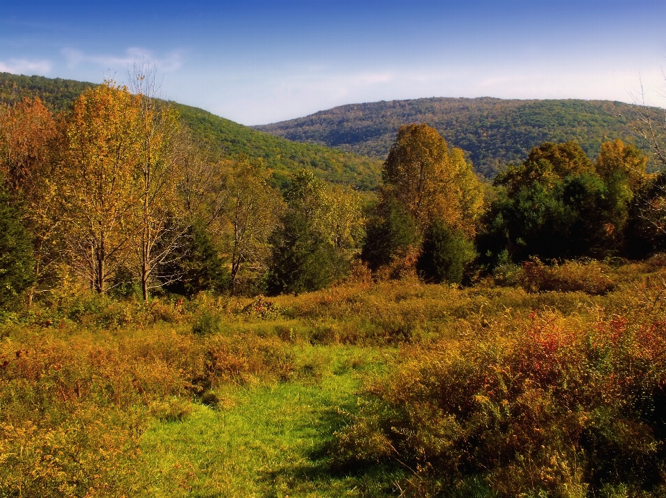 Krajobraz drzewo natura las