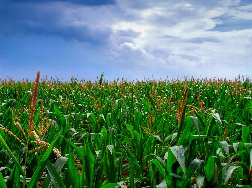 Nature grass plant sky