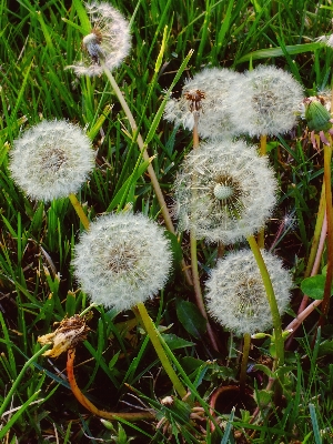 Nature grass plant meadow Photo