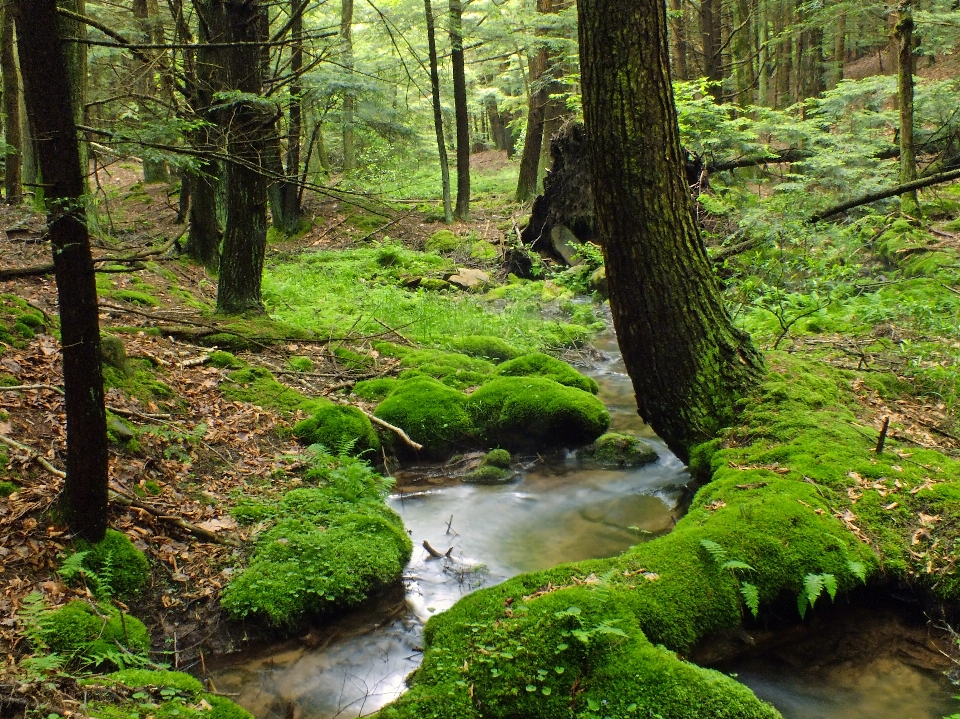 árbol naturaleza bosque arroyo
