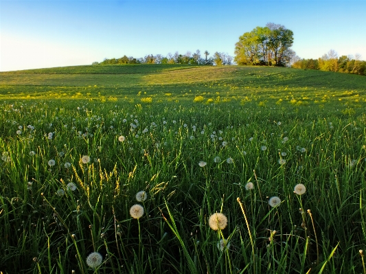 Landscape nature grass plant Photo