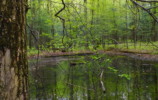 Tree water nature forest Photo