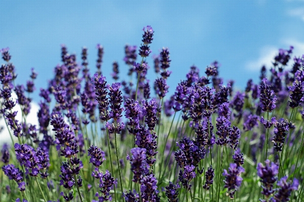 Plant sky field meadow Photo