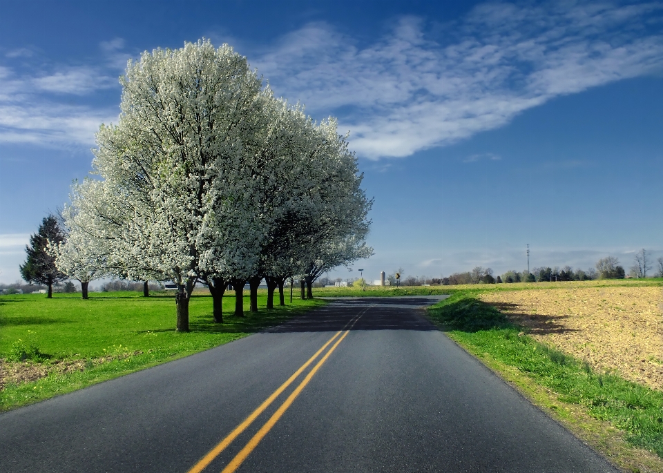 Paisaje árbol césped nube