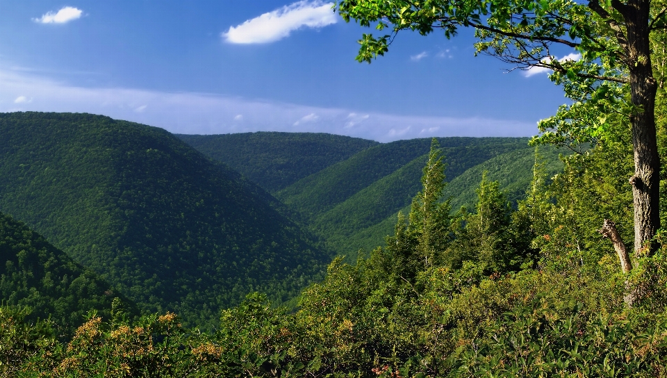 Landscape tree nature forest