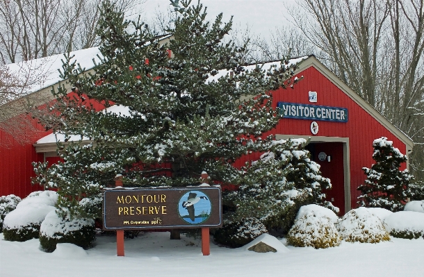 Tree snow winter building Photo