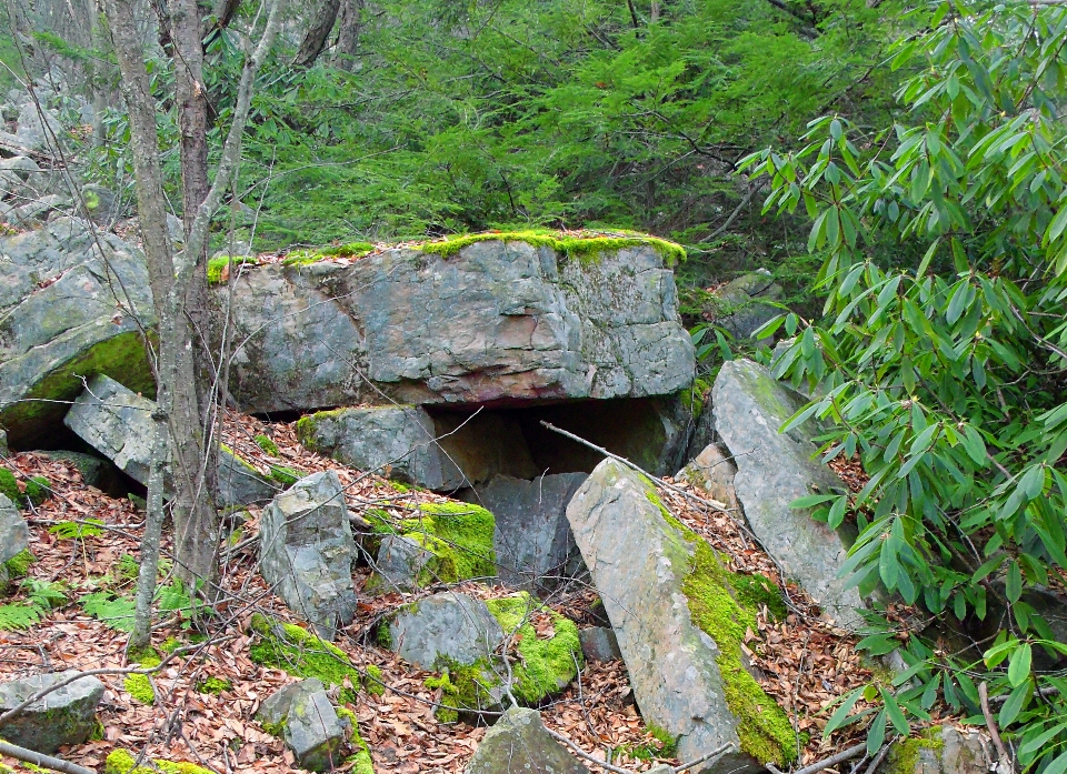 Bosque rock camino estanque