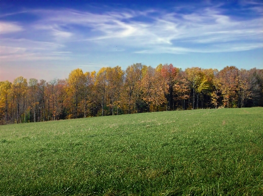 Landscape tree nature forest Photo