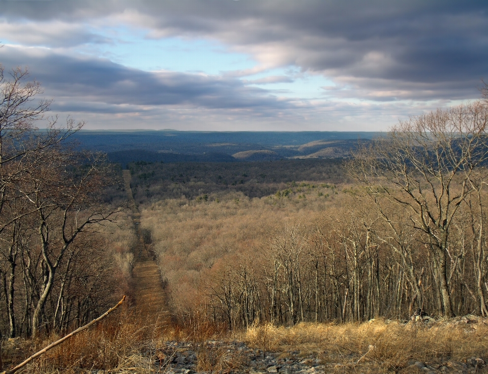 Landscape tree nature forest