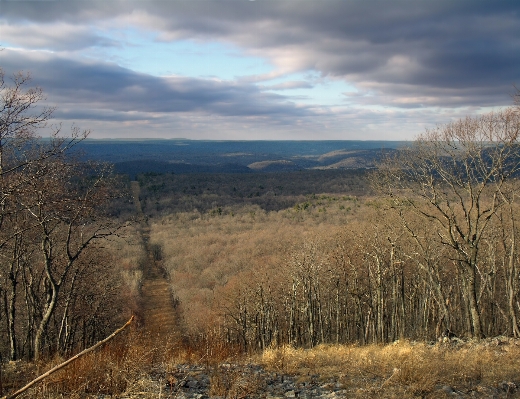 Landscape tree nature forest Photo