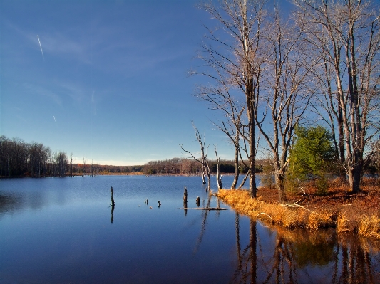 Landscape tree water nature Photo