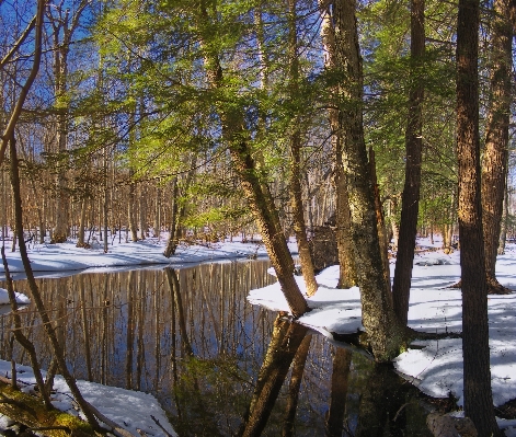 Landscape tree water nature Photo