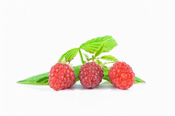 Forest plant raspberry fruit Photo